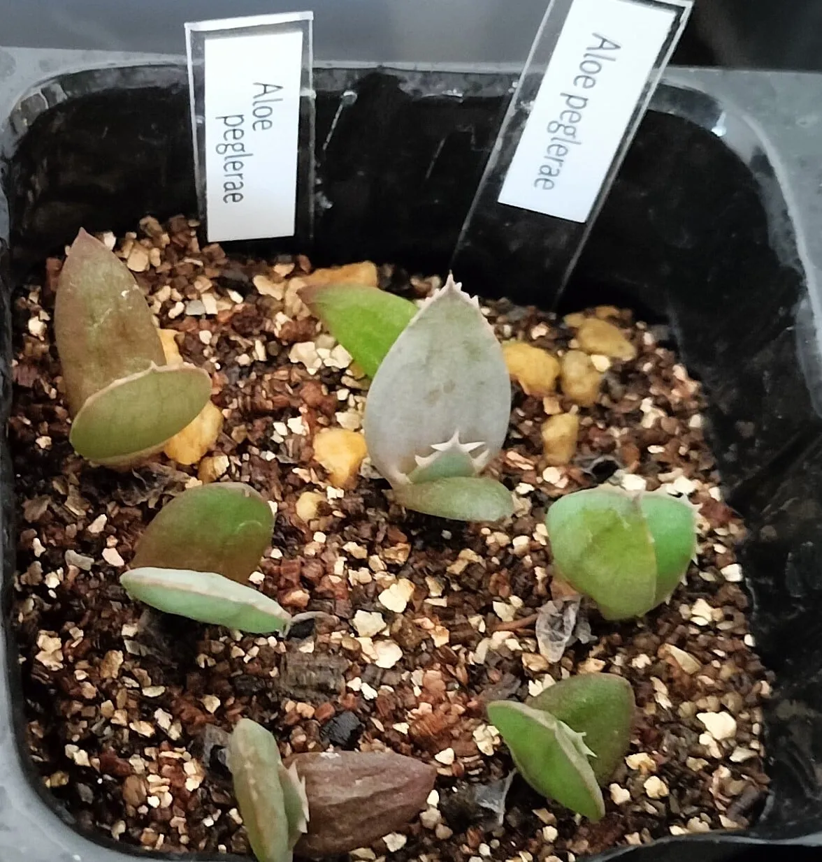 Aloe peglerae (アロエ ペグレラエ)