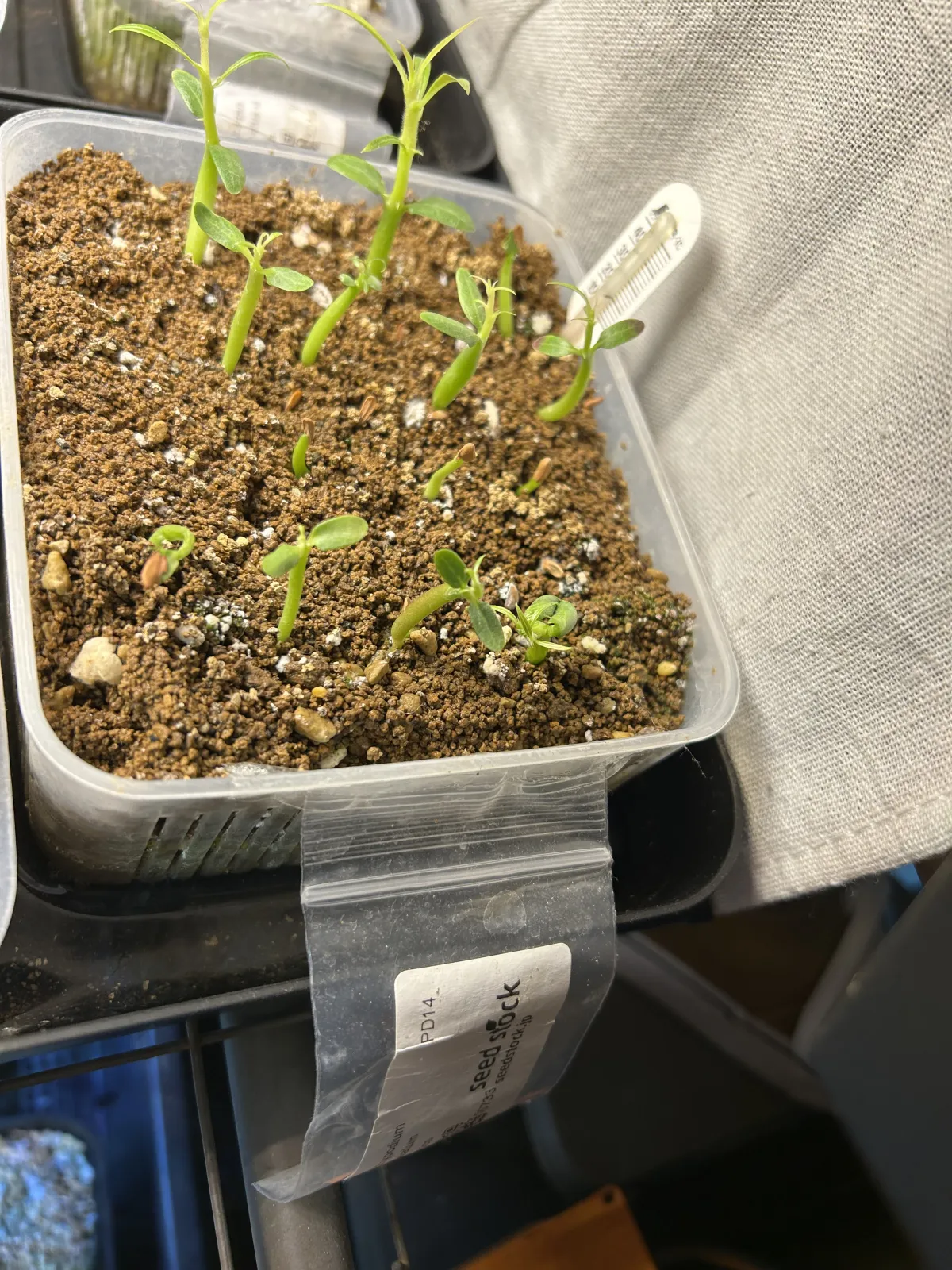 Pachypodium rosulatum (パキポディウム ロスラーツム)