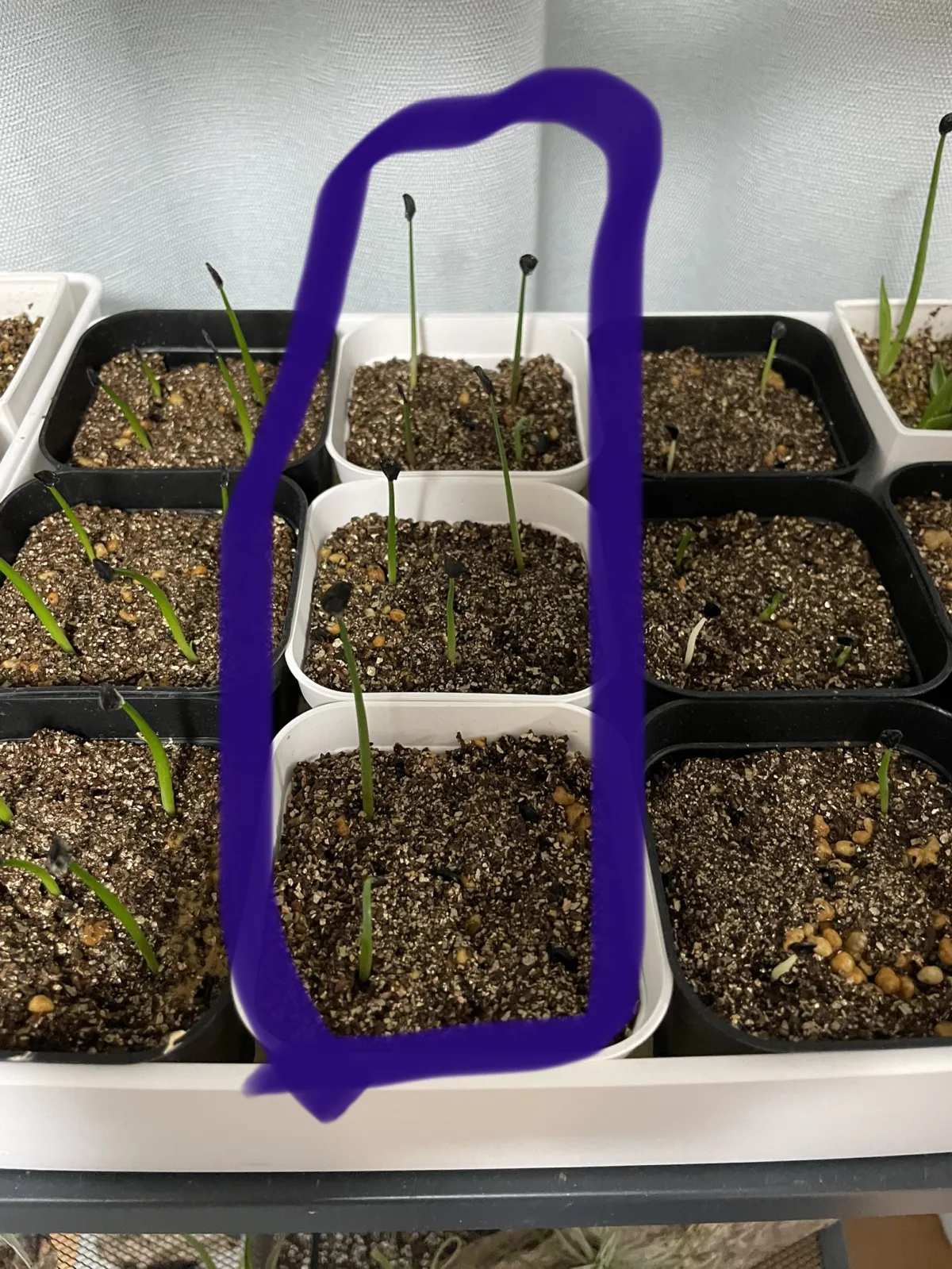 Agave maximiliana (アガベ マキシミリアナ)