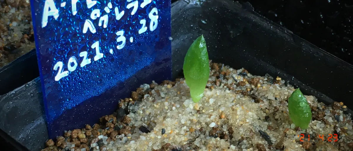 Aloe peglerae (アロエ ペグレラエ)