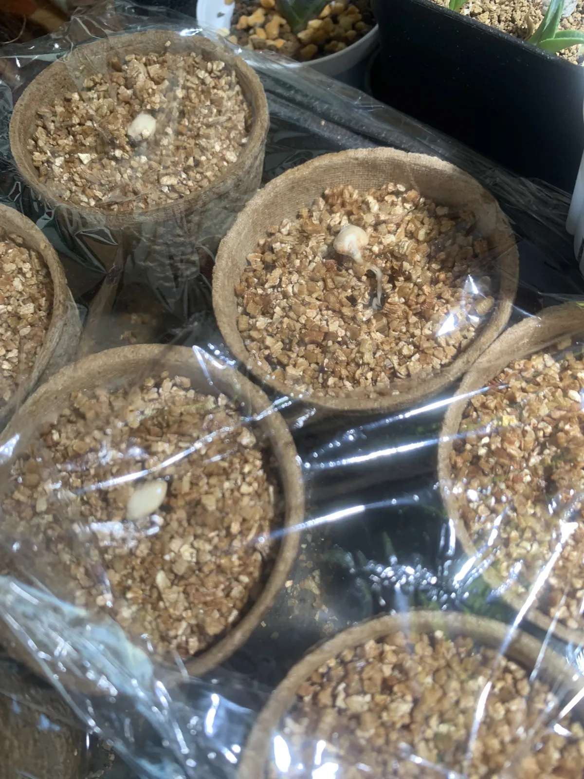 Welwitschia mirabilis (ウェルウィッチア ミラビリス 奇想天外)