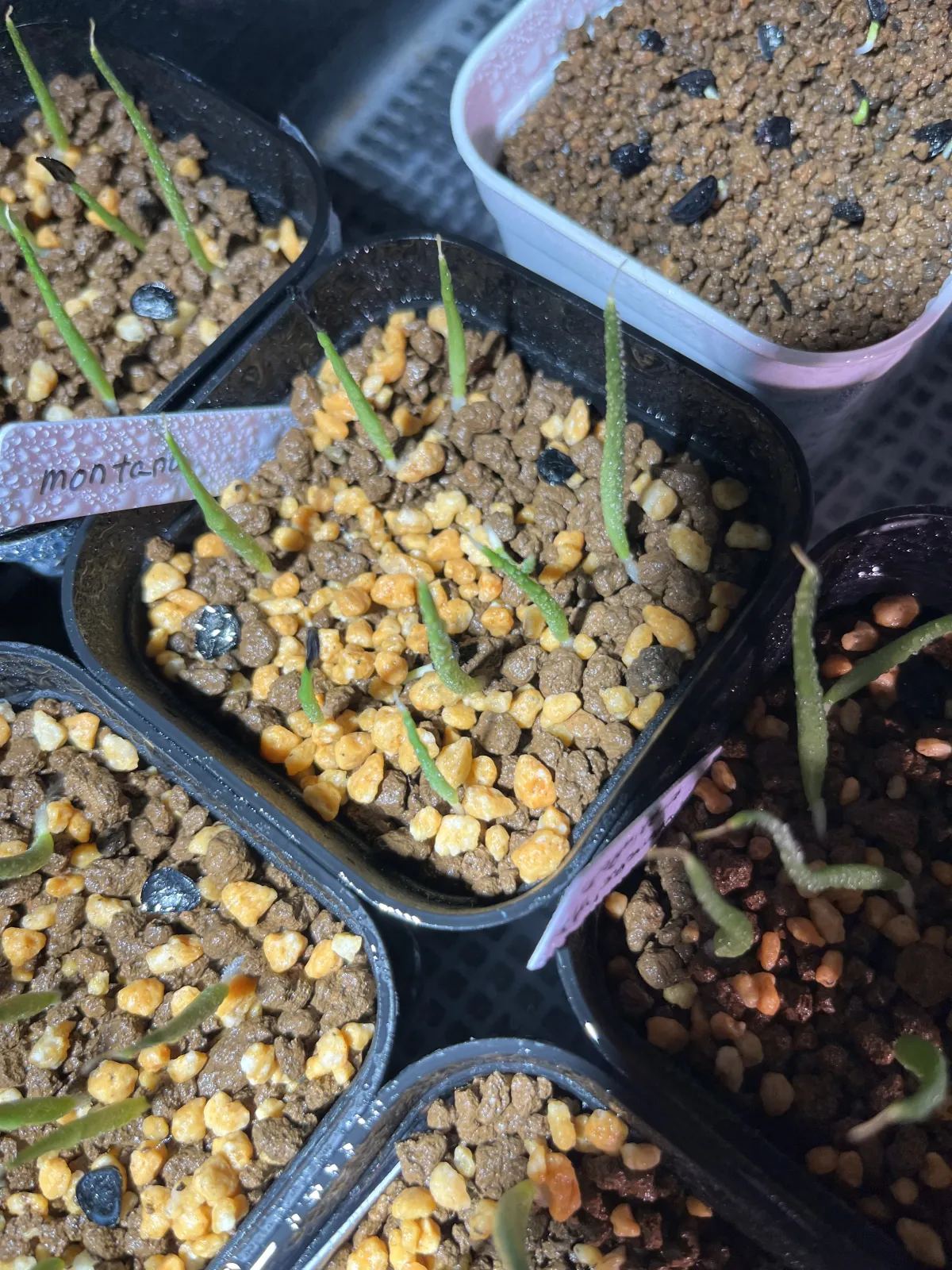 Agave montana (アガベ モンタナ)