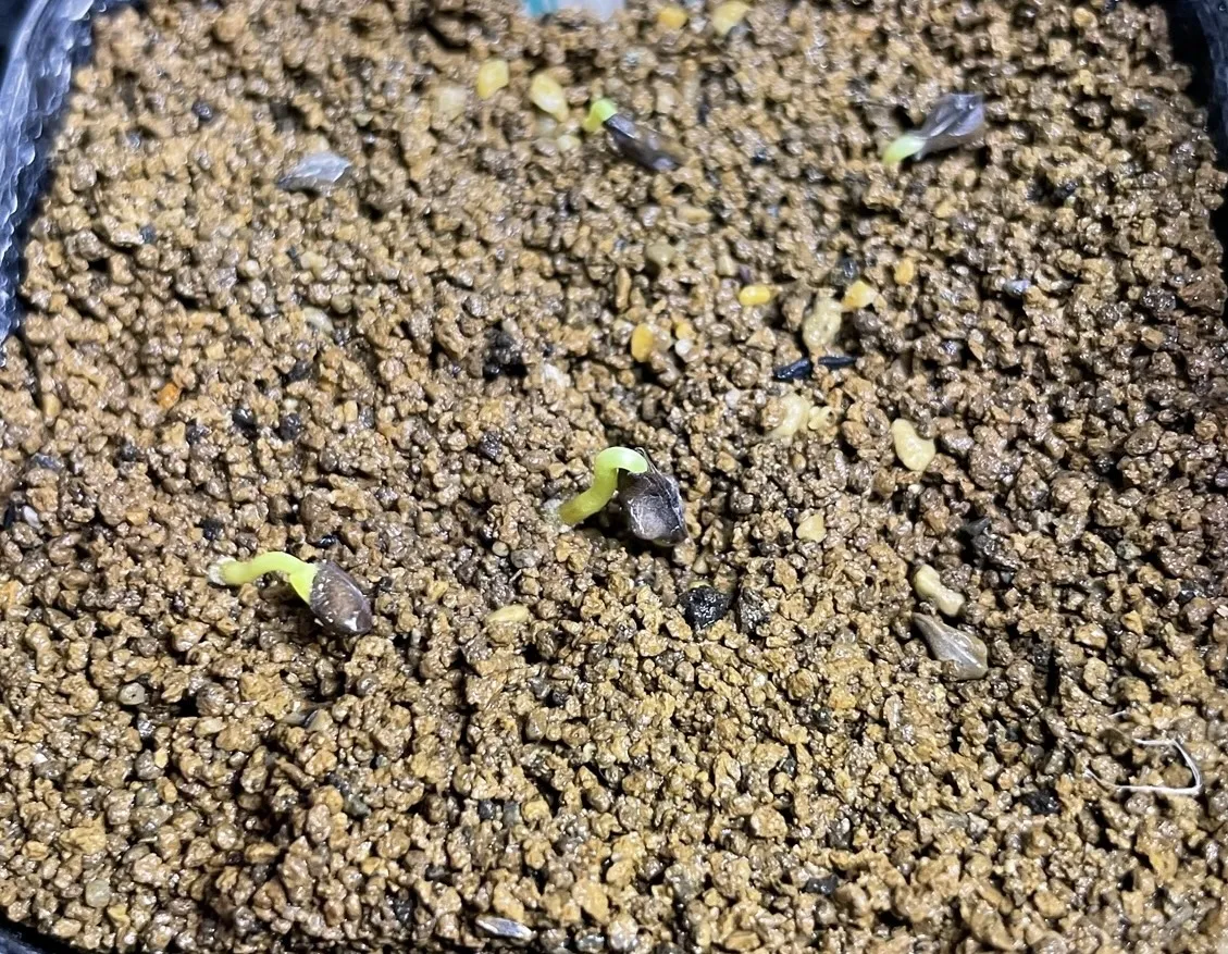 Senna meridionalis (センナ メリディオナリス)