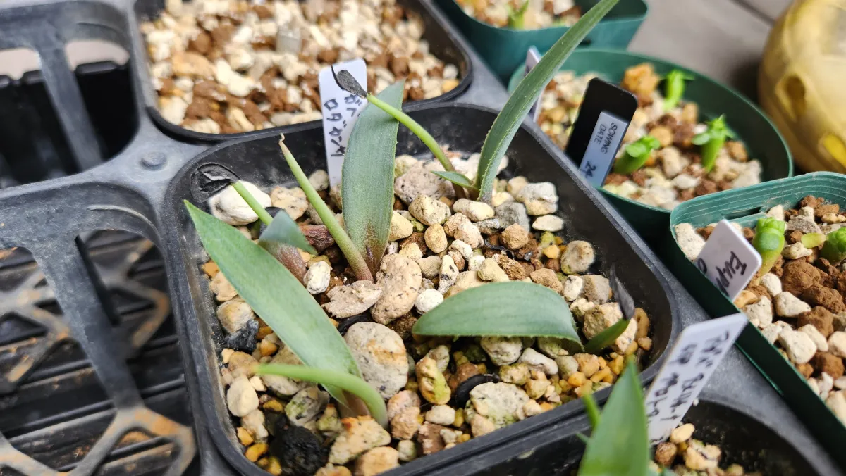 Agave rhodacantha (アガベ ロダカンサ)