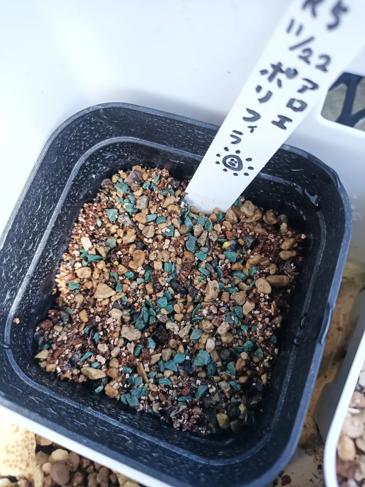 Aloe polyphylla (アロエ ポリフィラ)