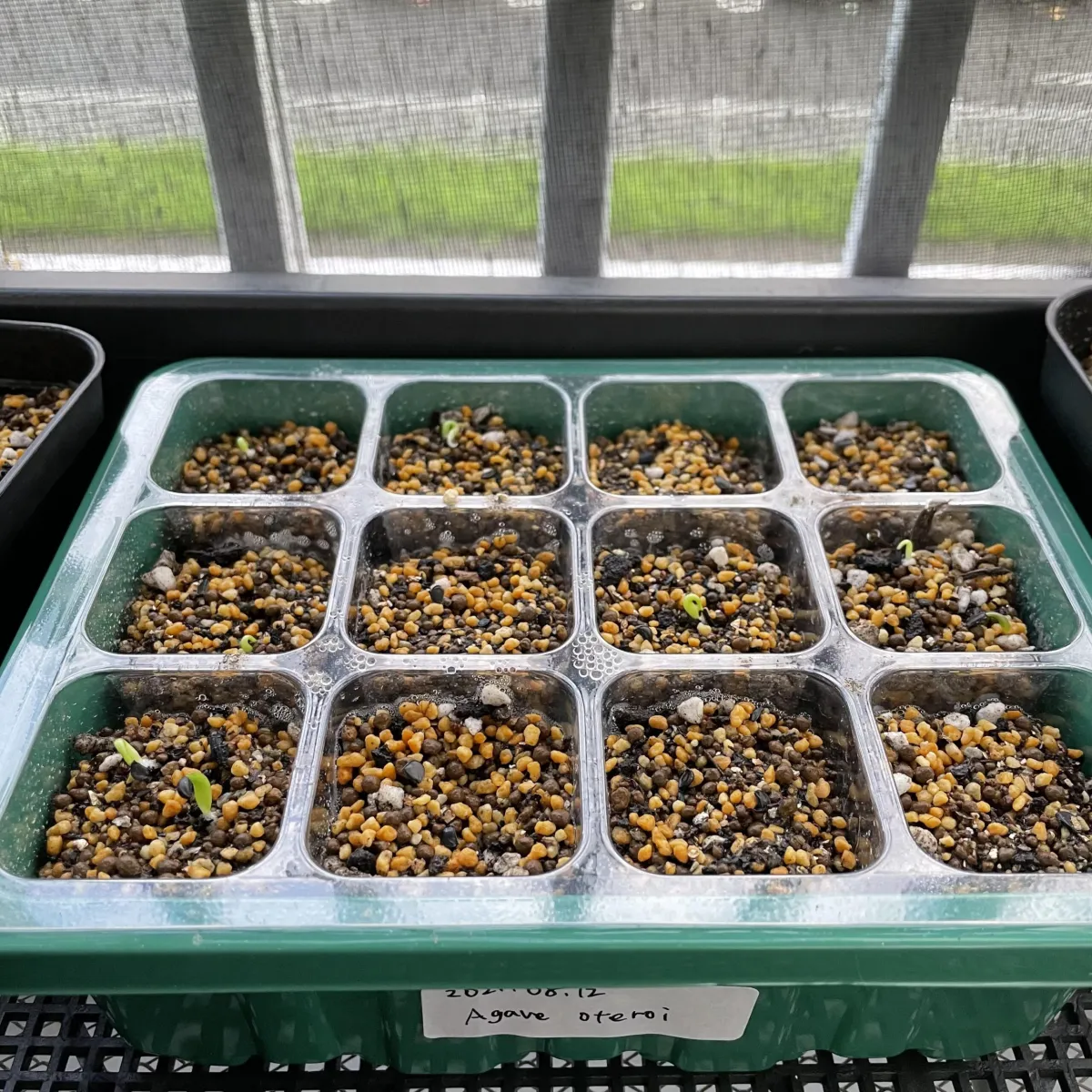 Agave oteroi (アガベ オテロイ)