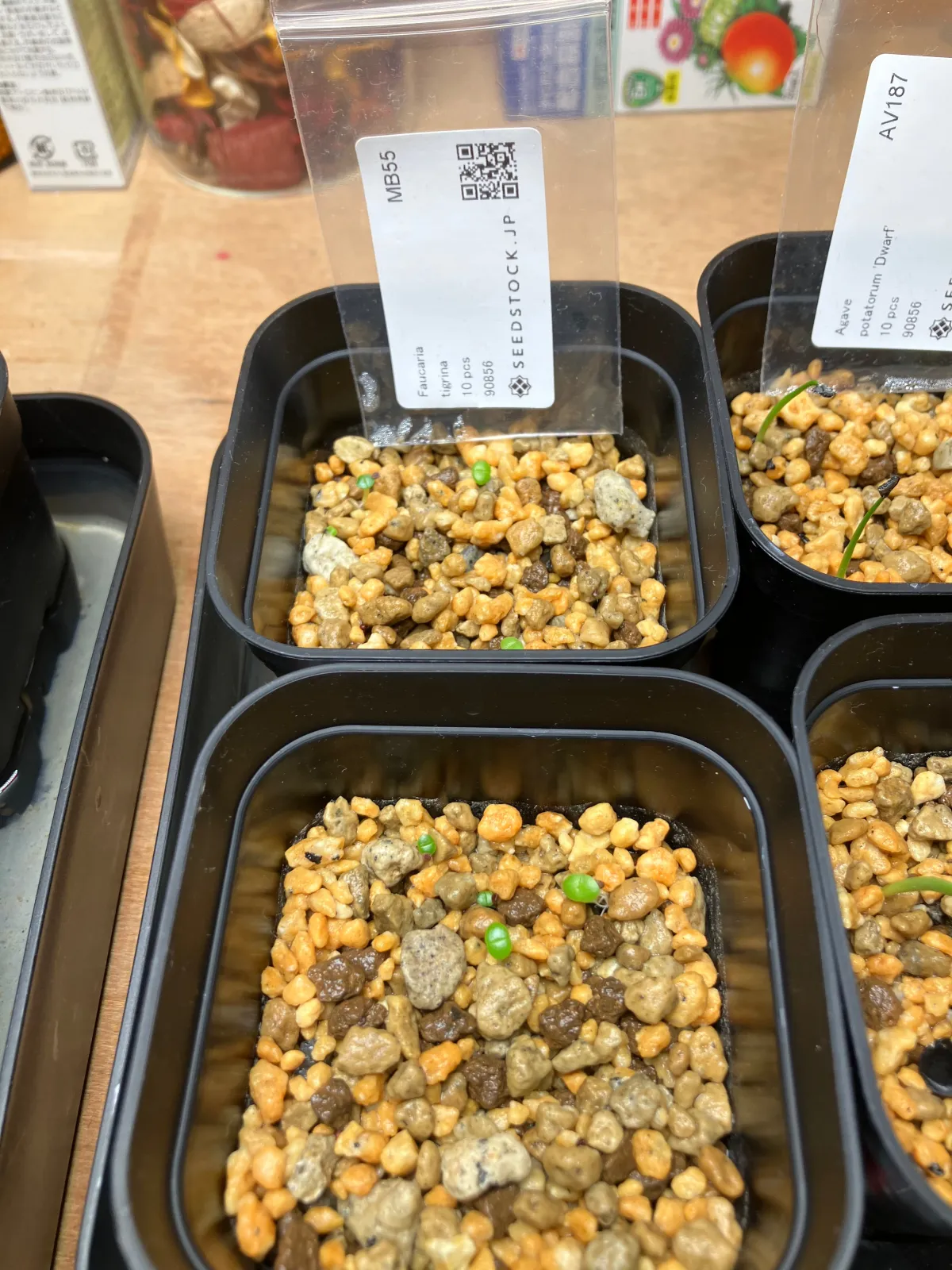 Faucaria tigrina (フォーカリア ティグリナ 四海波)