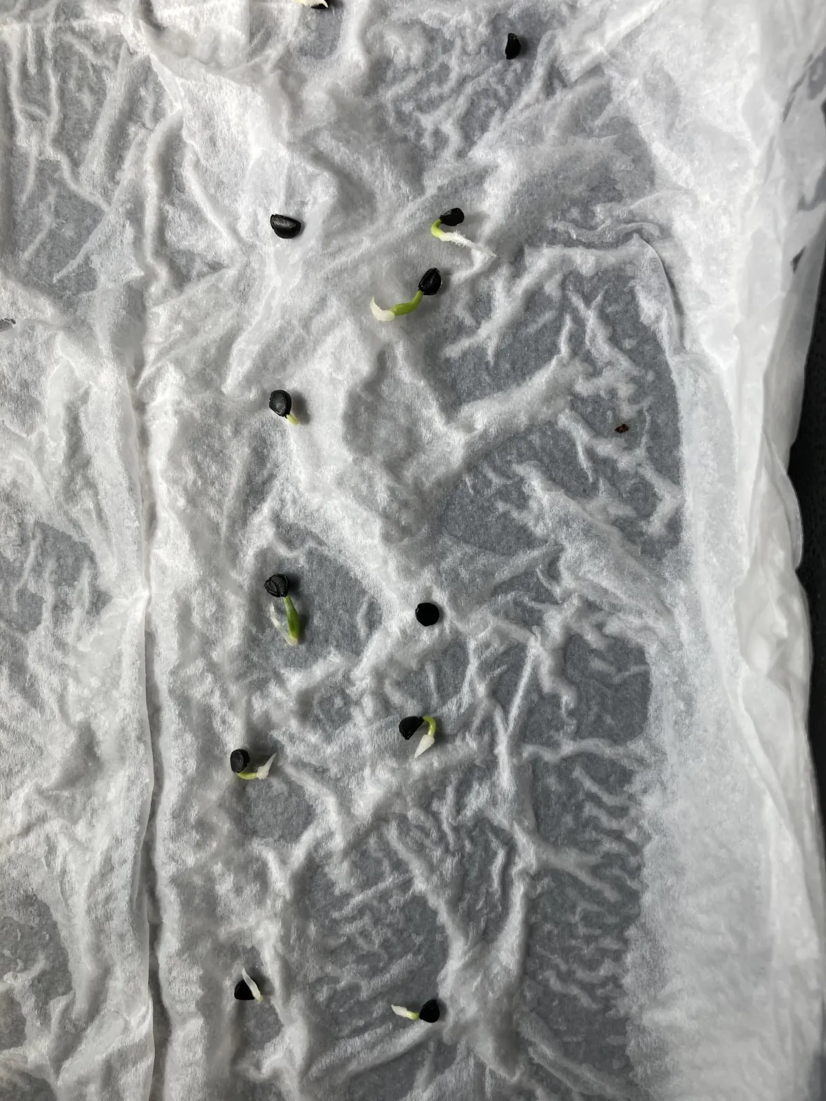 Agave utahensis var. nevadensis (アガベ ユタエンシス ネヴァデンシス)