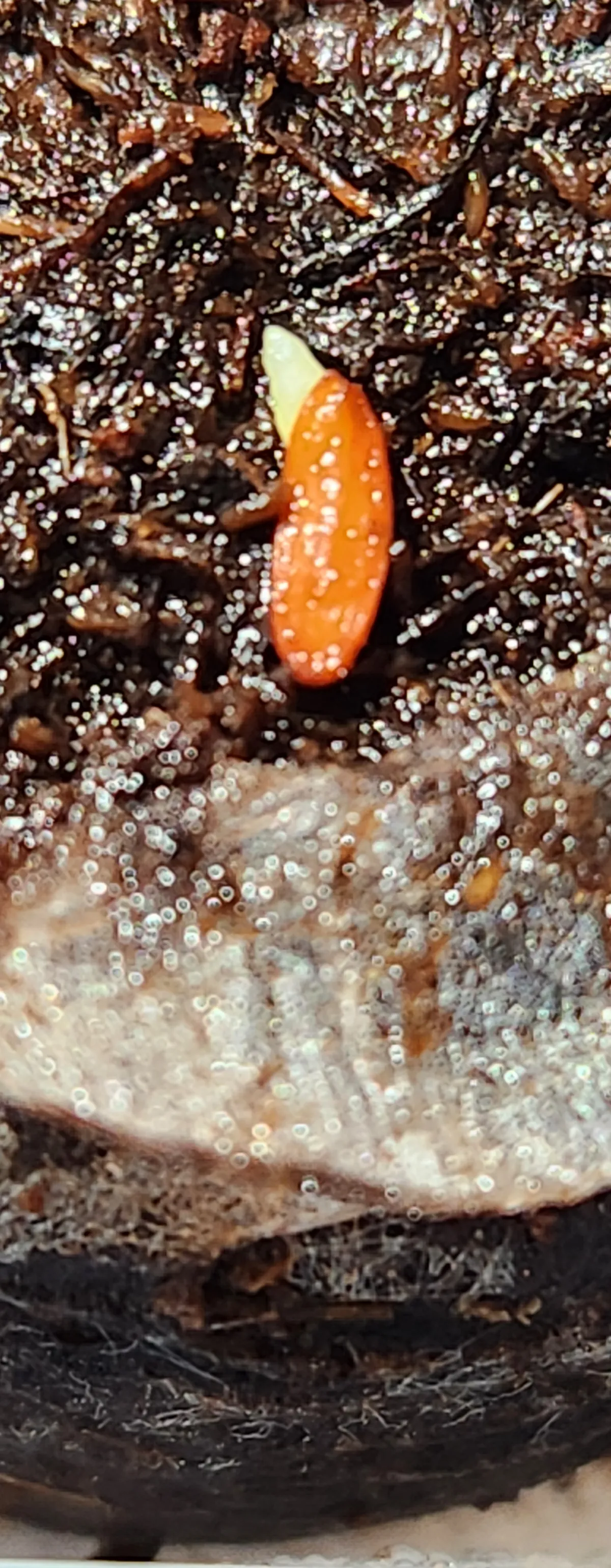 Pachypodium rosulatum var. gracilius (パキポディウム グラキリス)