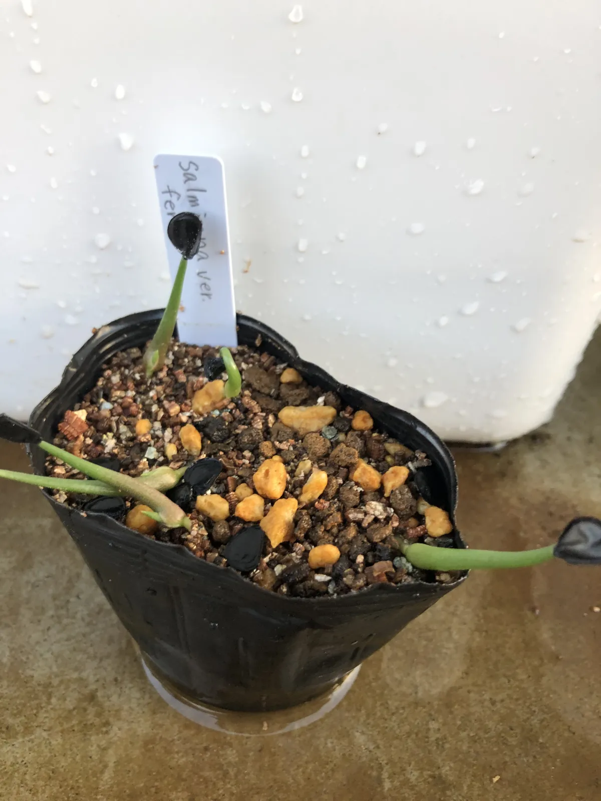 Agave salmiana subsp. salmiana (アガベ サルミアナ)