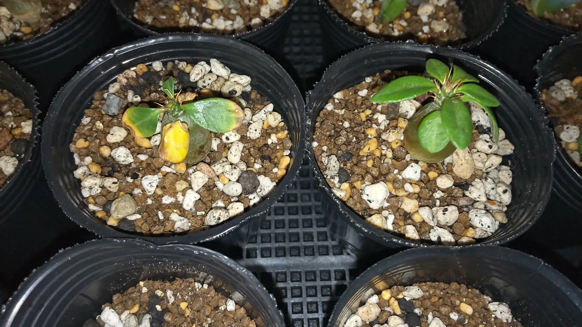 Pachypodium succulentum (パキポディウム サキュレンタム 天馬空)