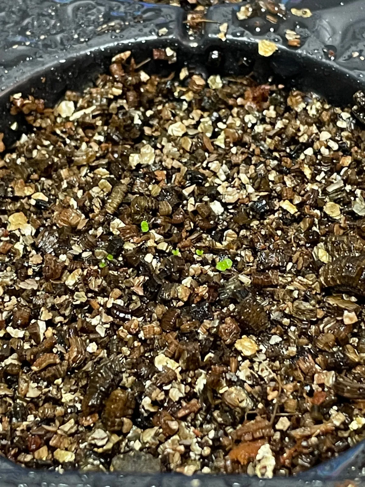 Dudleya brittonii (ダドレヤ ブリトニー ブファドラ)