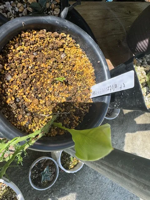 Strelitzia nicolai (ストレリチア ニコライ)