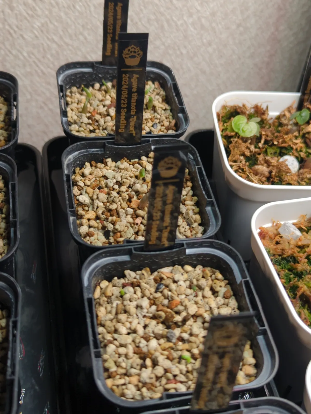 Agave titanota (アガベ チタノタ ドワーフ)