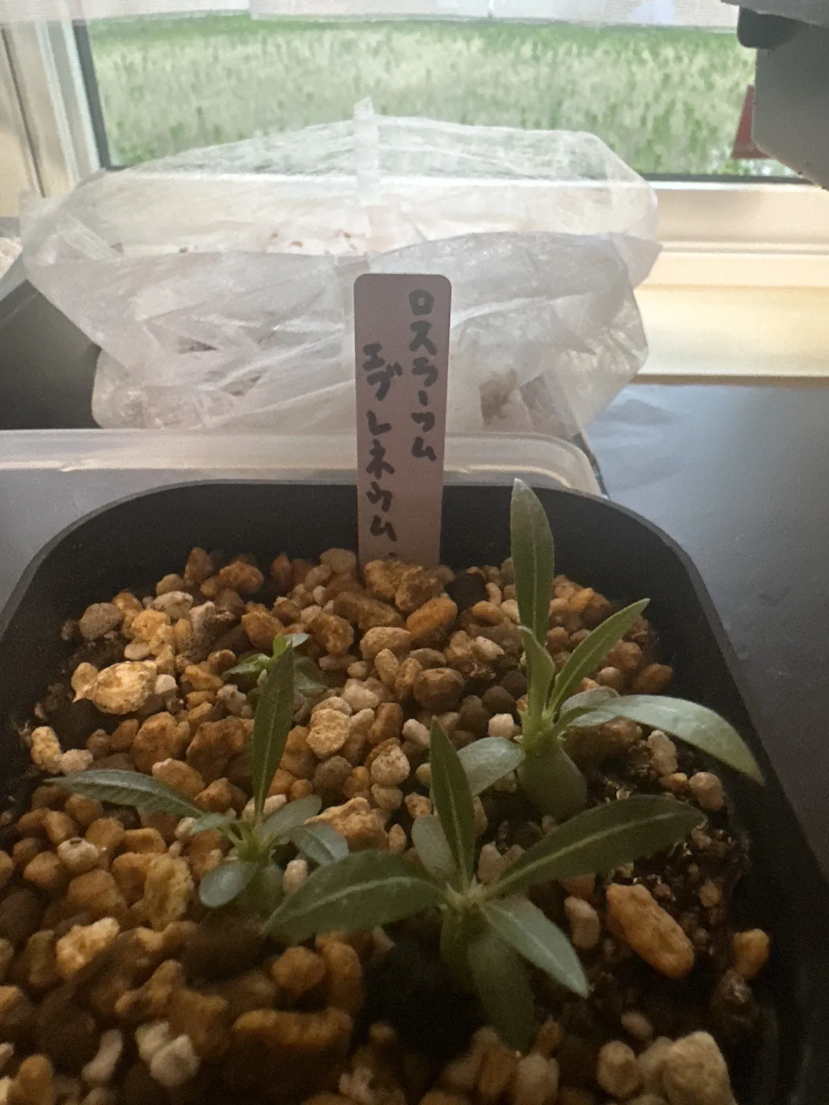 Pachypodium rosulatum var. eburneum (パキポディウム エブレネウム)