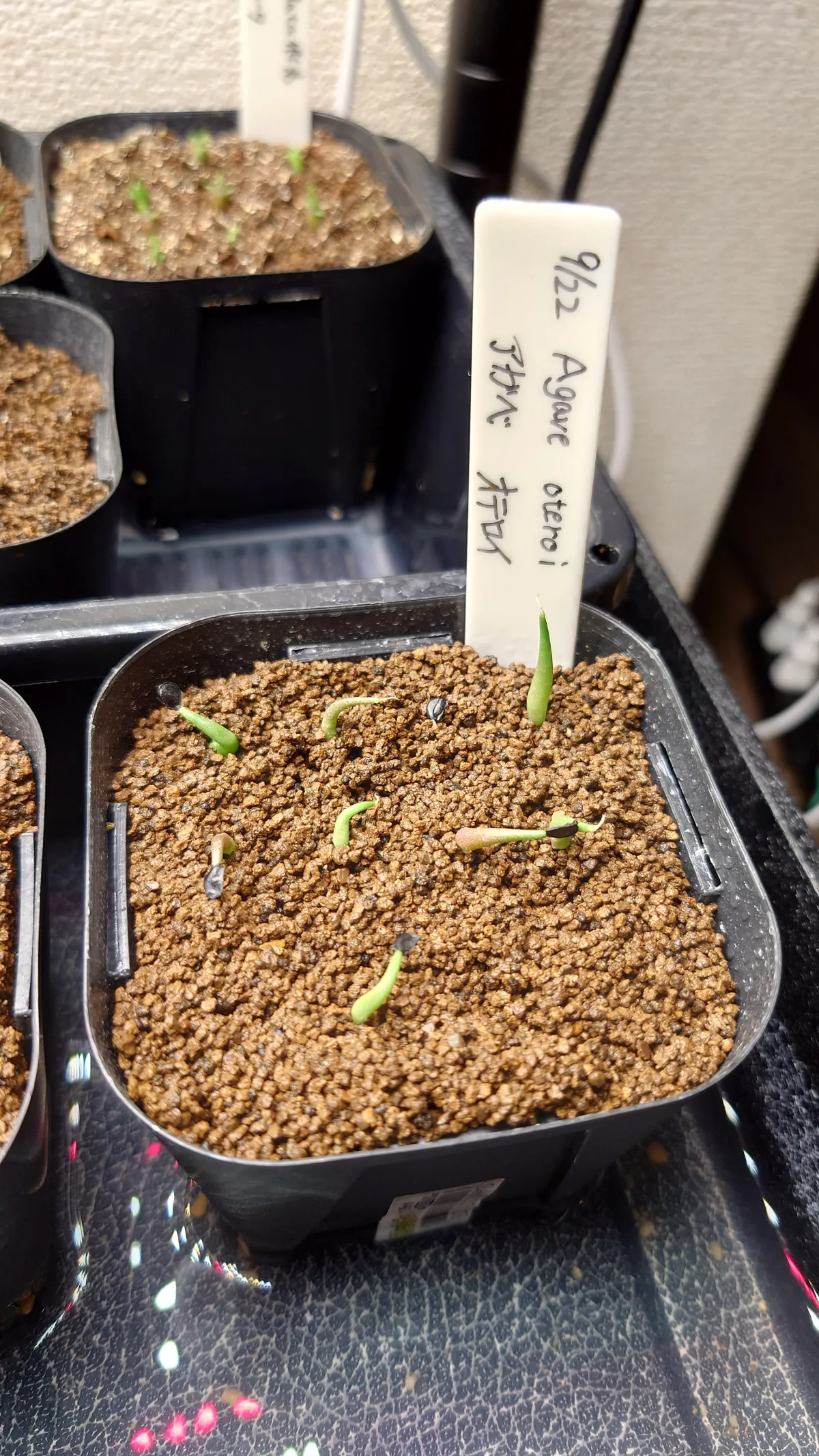 Agave oteroi (アガベ オテロイ)