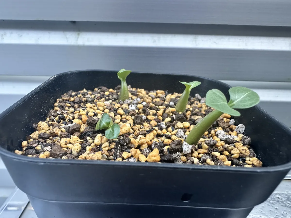 Adenium obesum Black Branches (アデニウムブラックブランチ DHA ブラックブランチ)