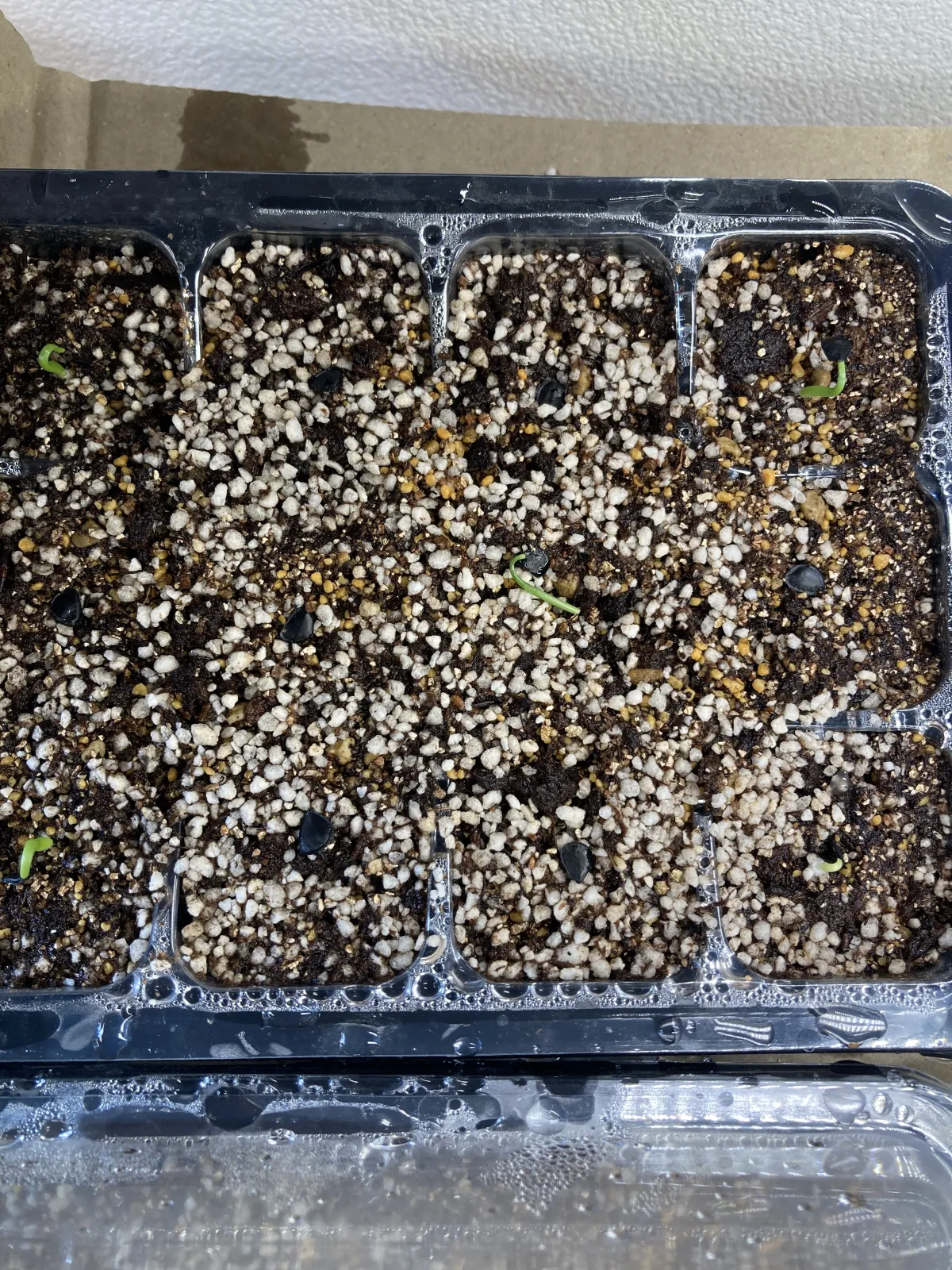 Agave americana var. franzosinii (アガベ フランゾシニー)