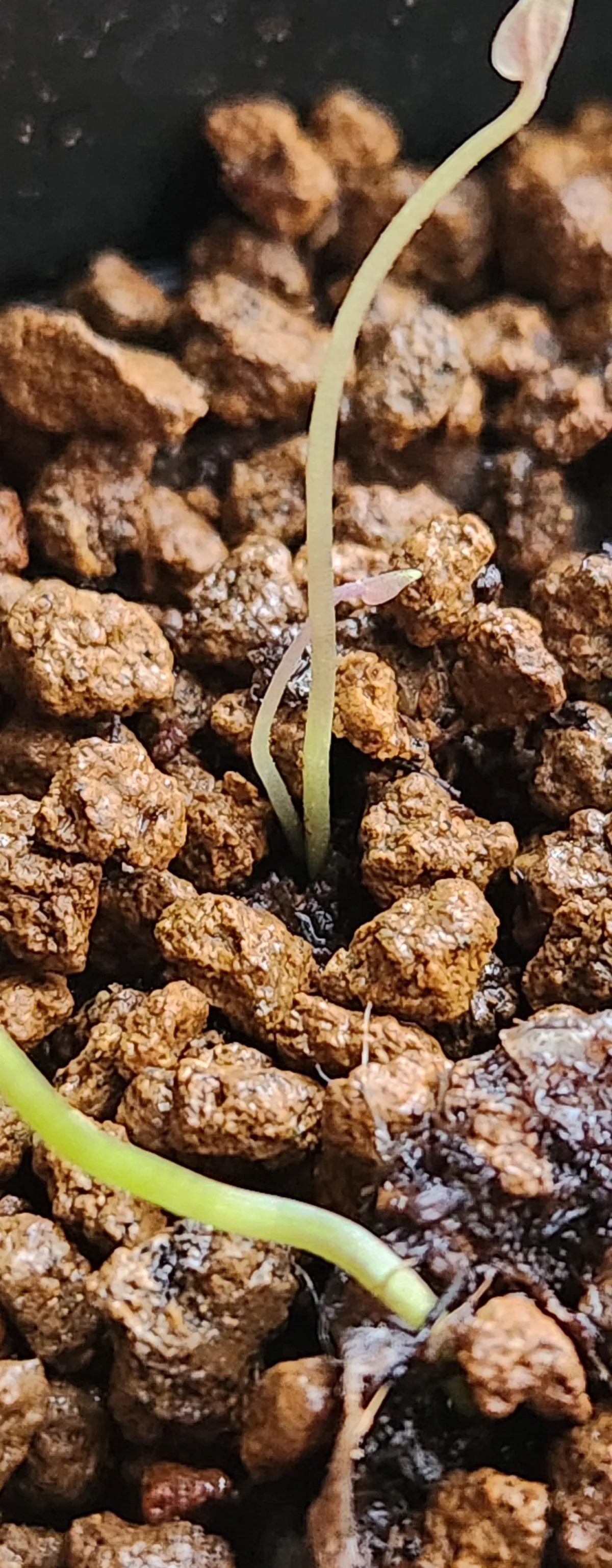 [チャレンジ種子] 亀甲竜 Dioscorea elephantipes ディオスコレア エレファンティペス 未発芽ロット