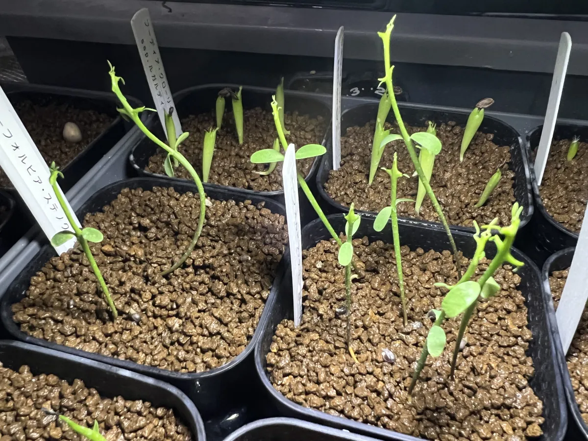 Euphorbia stenoclada subsp. stenoclada (ユーフォルビア ステノクラーダ)