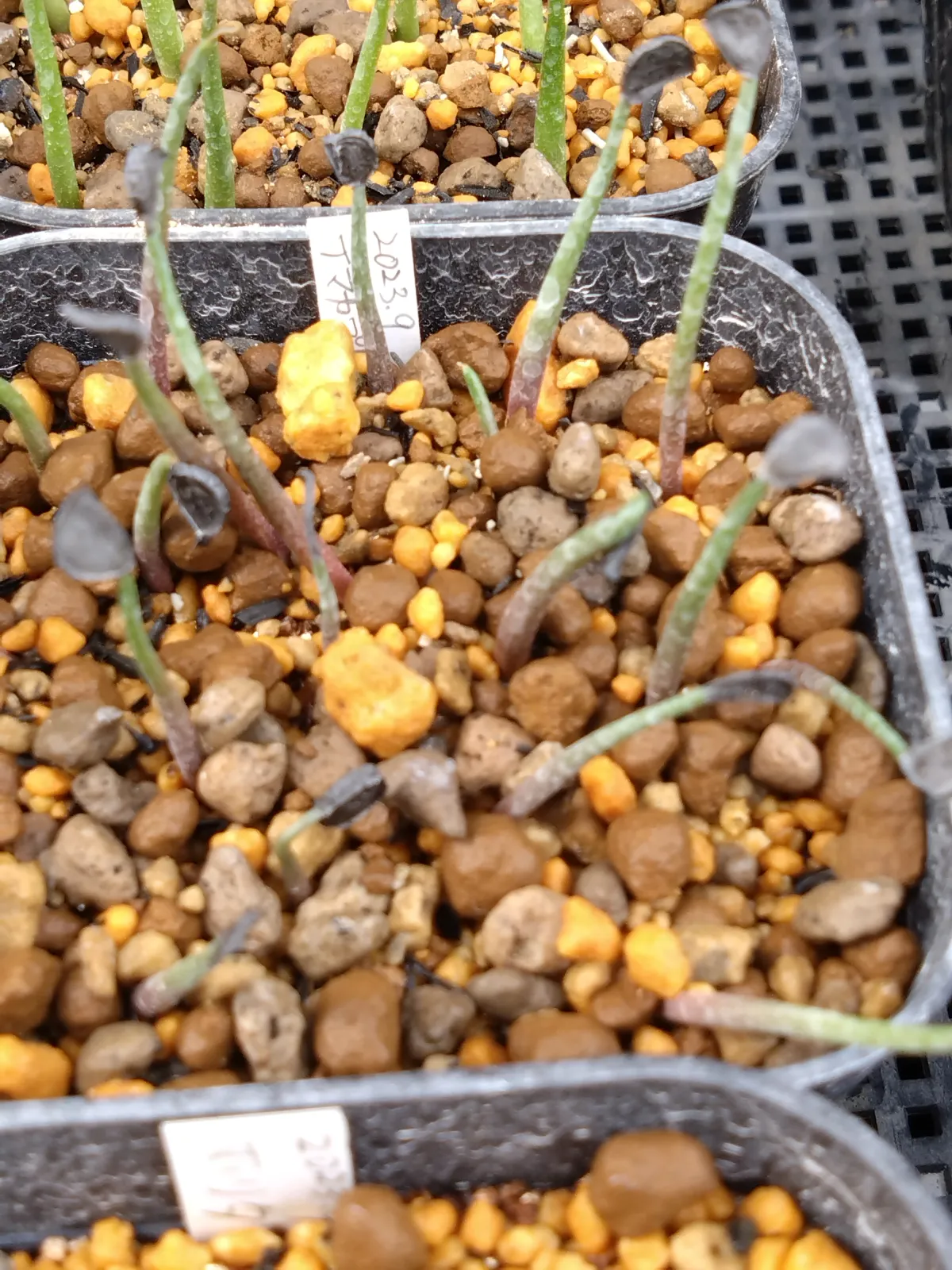 Agave temacapulinensis (アガベ テマカプリネンシス)