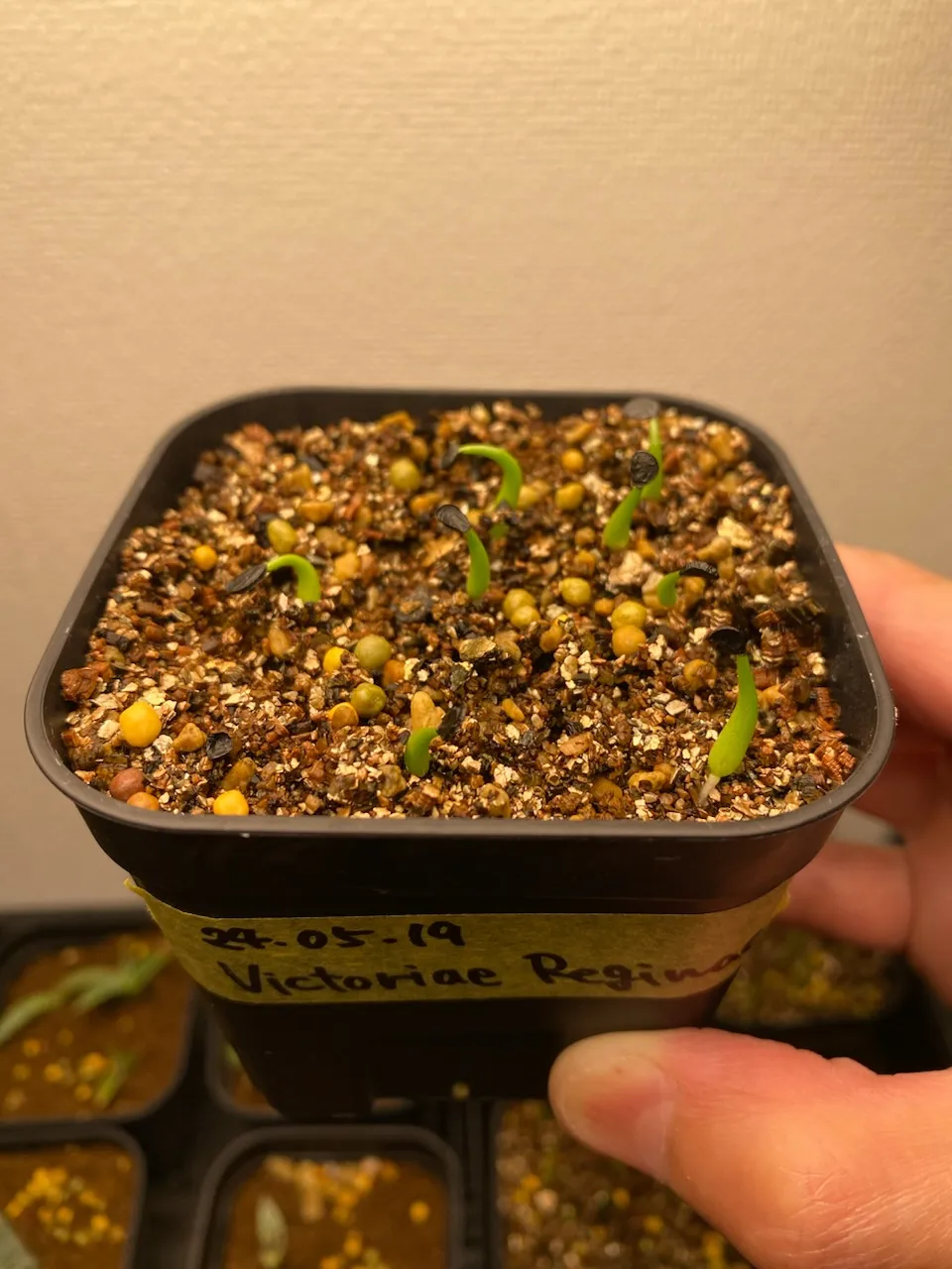 Agave victoriae-reginae (アガベ ビクトリアレジーナエ 笹の雪)