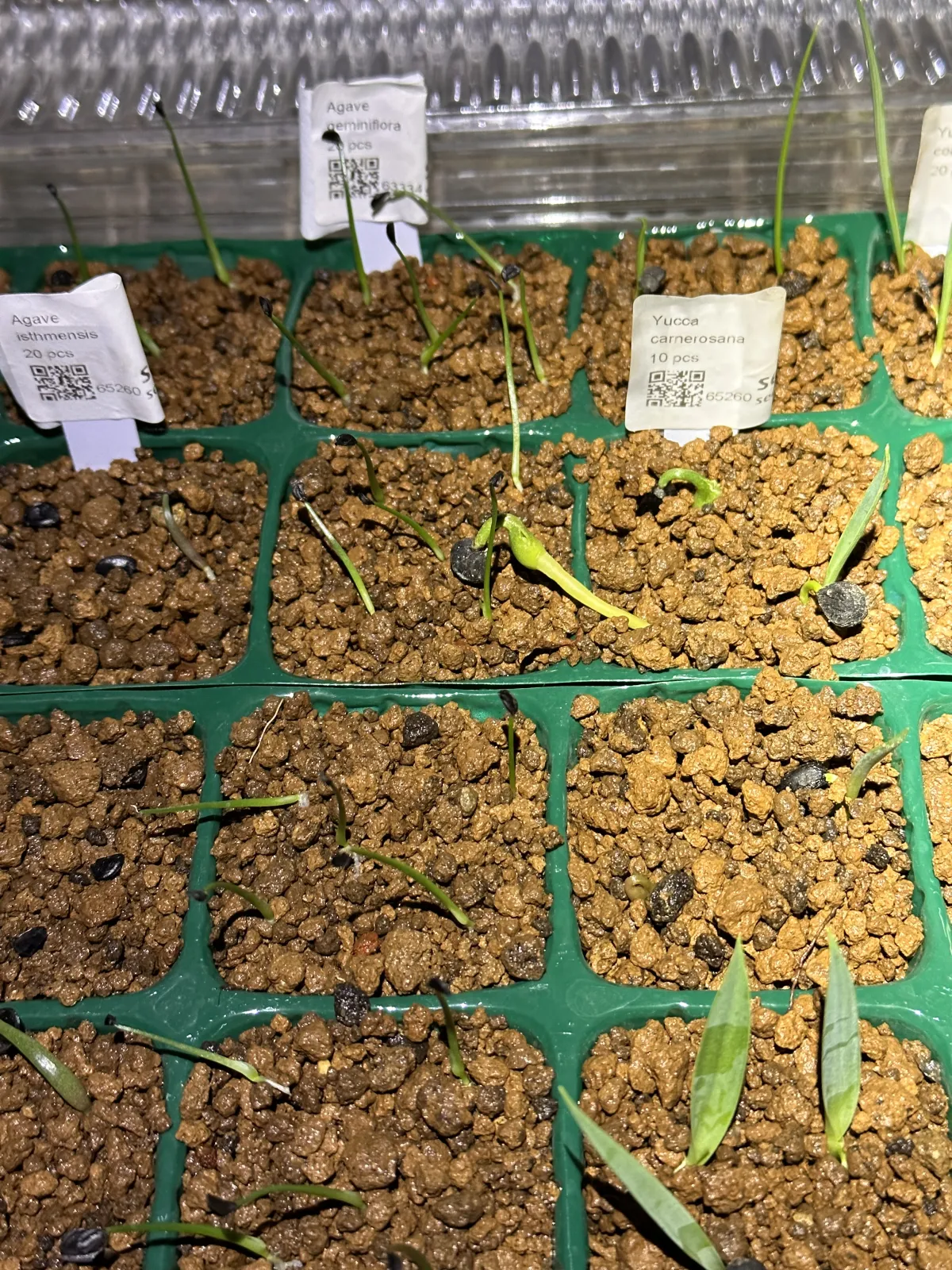 Agave geminiflora (アガベ ジェミニフローラ)