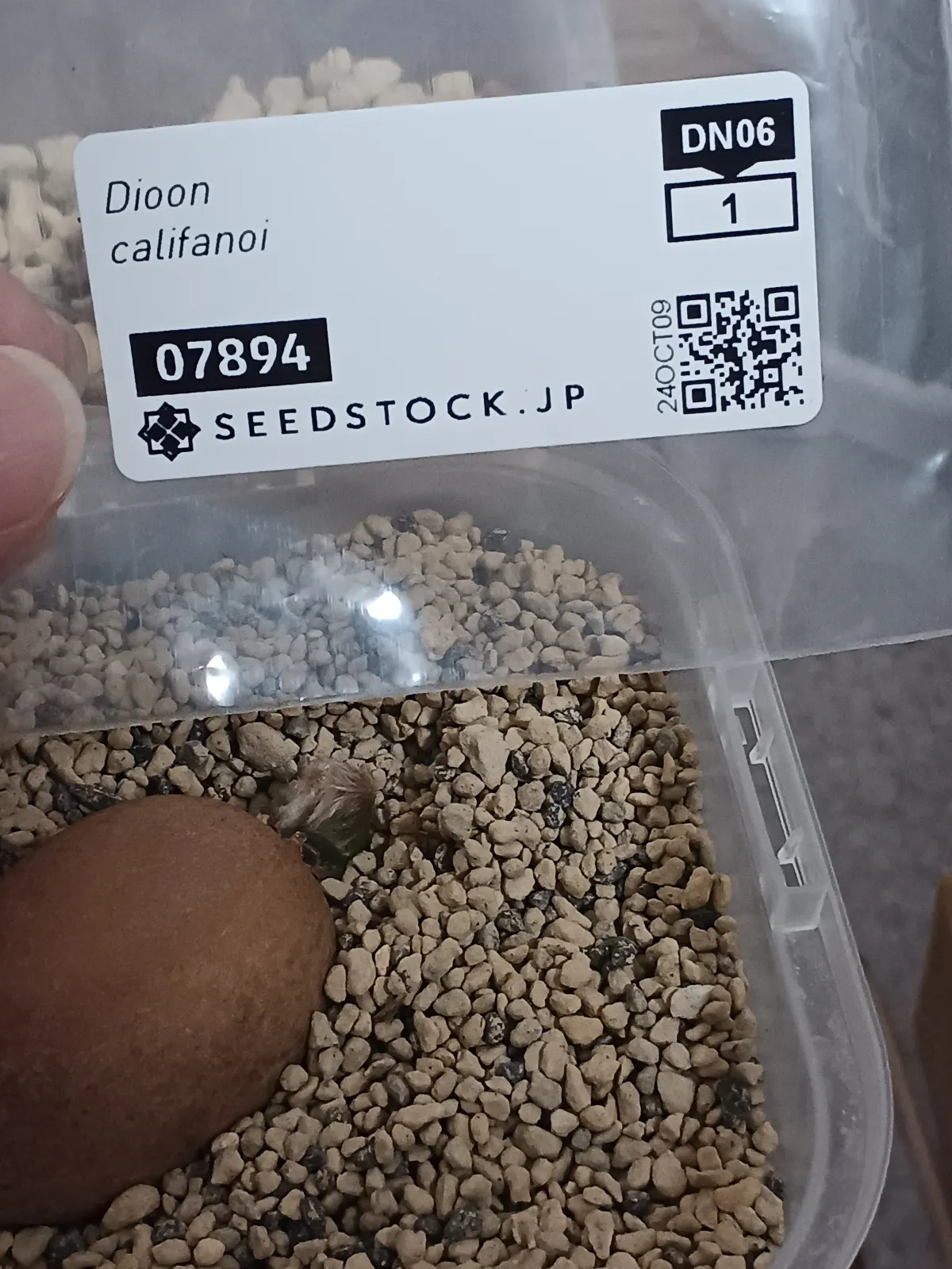 Dioon califanoi (ディオーン カリファノイ)