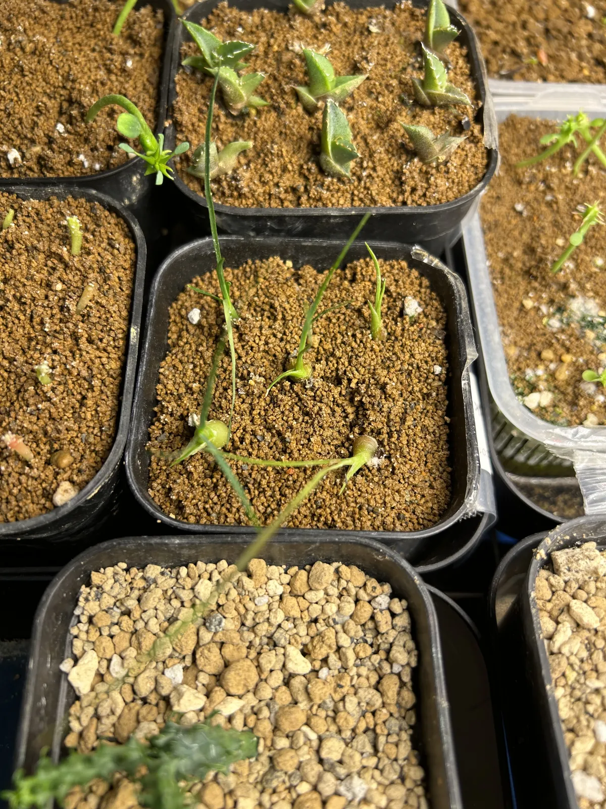 Beaucarnea gracilis (ボーカルネア グラキリス)