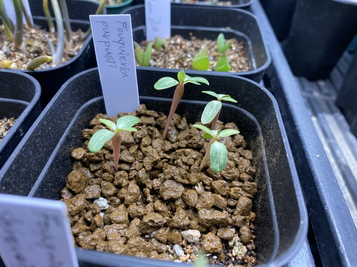 Fouquieria purpusii (フォークイエリア プルプシー)