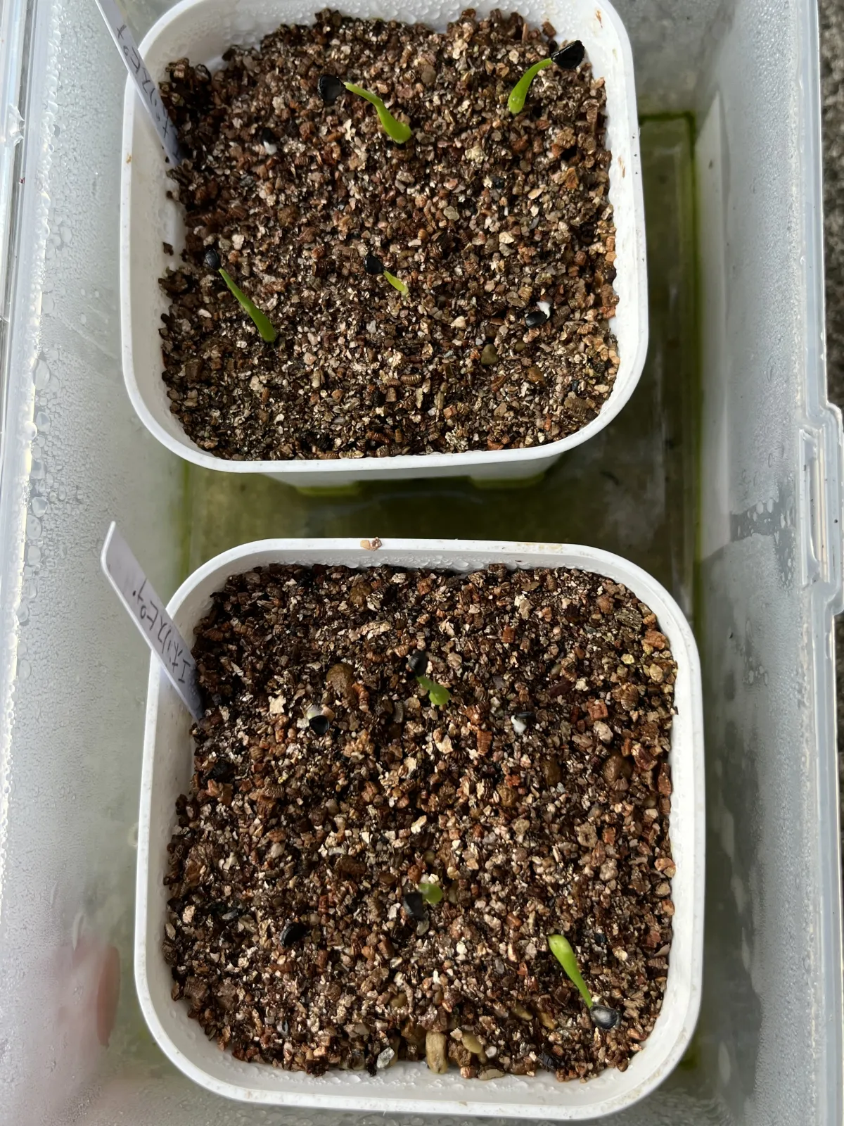 Agave utahensis var. eborispina (アガベ エボリスピナ)