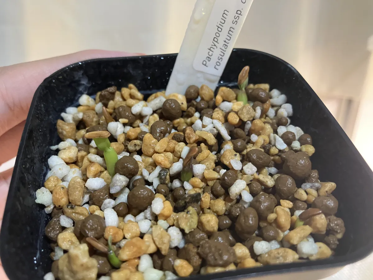 Pachypodium rosulatum ssp. cactipes (パキポディウム カクチペス)