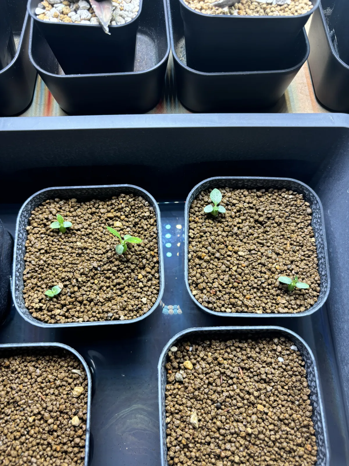 Pachypodium brevicaule (パキポディウム ブレビカウレ（長茎） ())