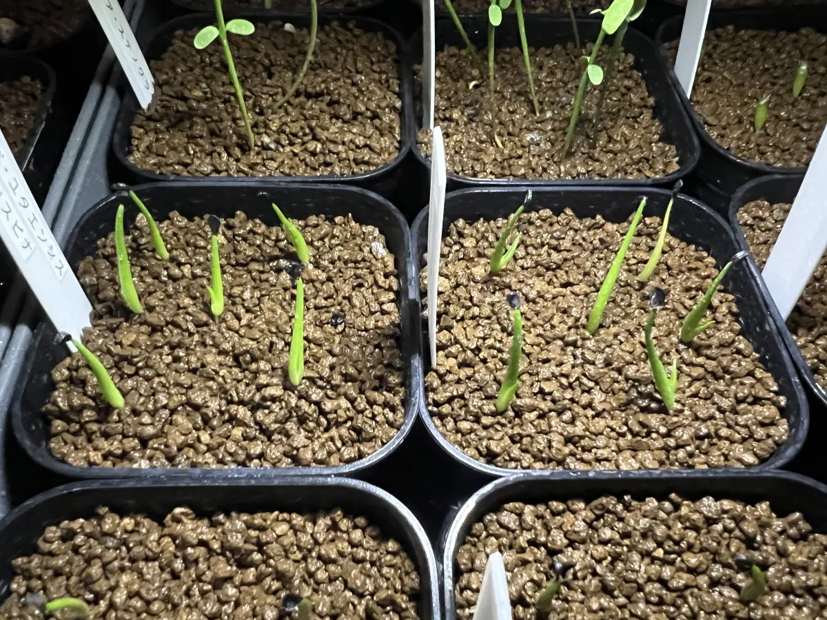 Agave utahensis var. eborispina (アガベ エボリスピナ)