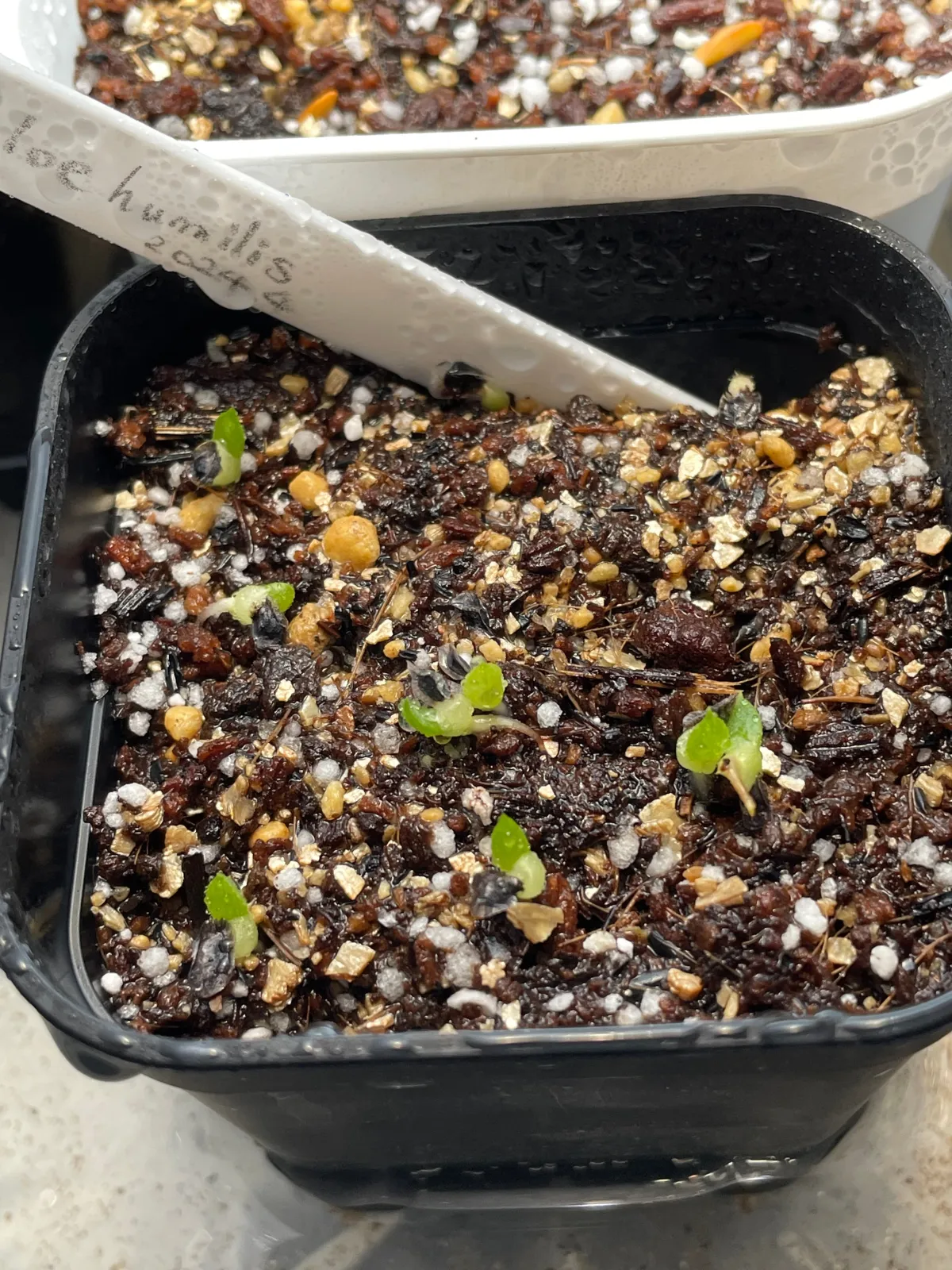 Aloe humilis (アロエ フミリス)