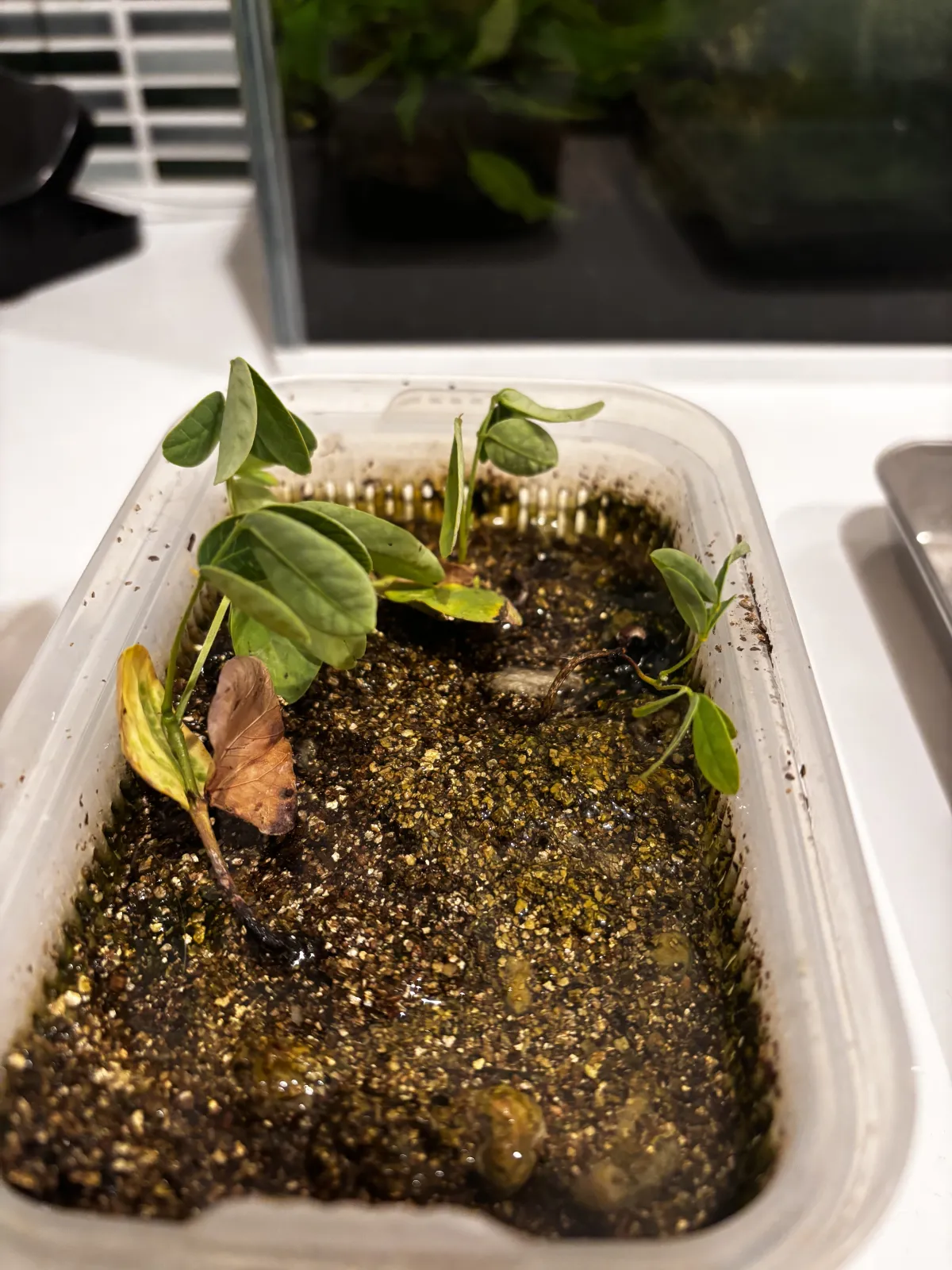 Senna singueana (センナ シンゲアナ)