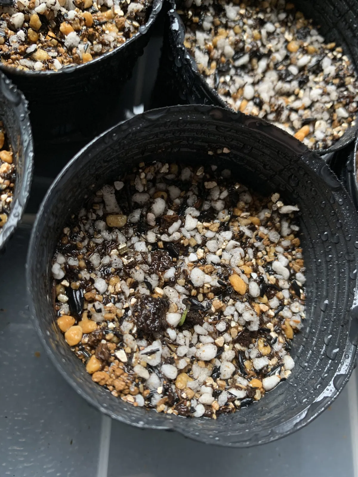 Agave andreae (アガベ アンドレア)