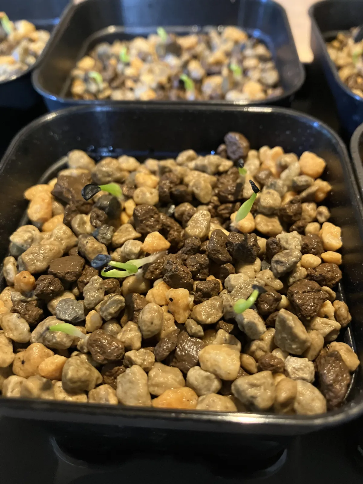 Agave oteroi (アガベ オテロイ)