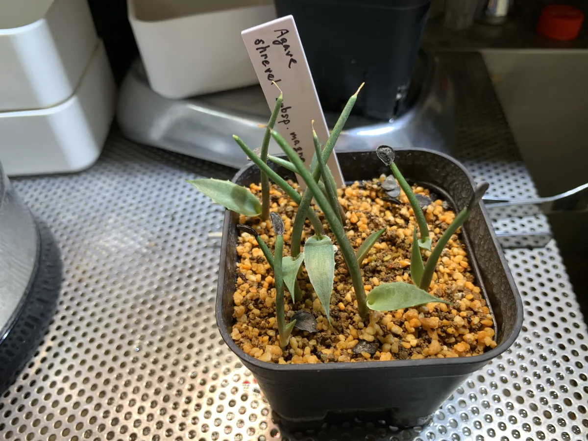 Agave shrevei ssp. magna (アガベ シュリベイマグナ)