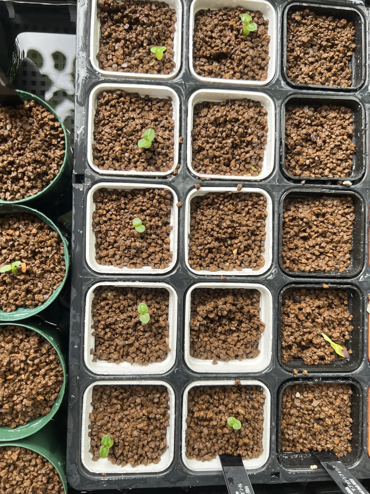 Pachypodium bispinosum (パキポディウム ビスピノーサム)