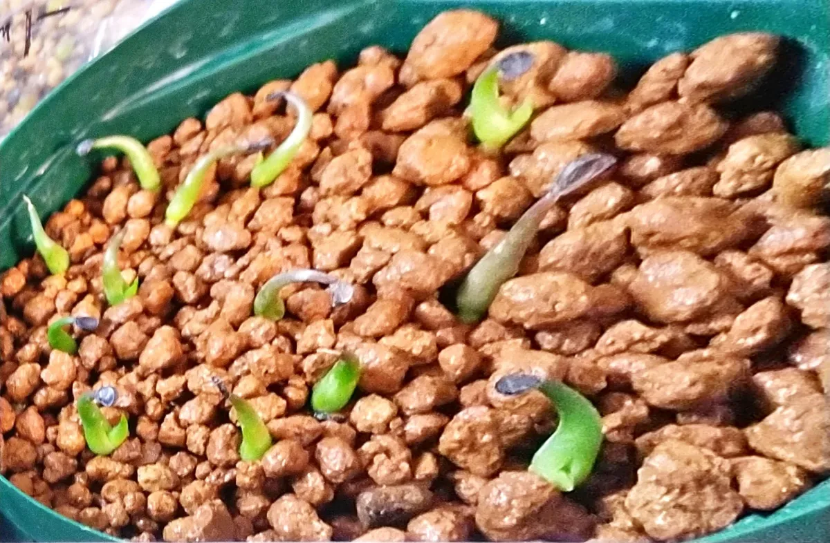 Agave horrida ssp. horrida (アガベ ホリダ)