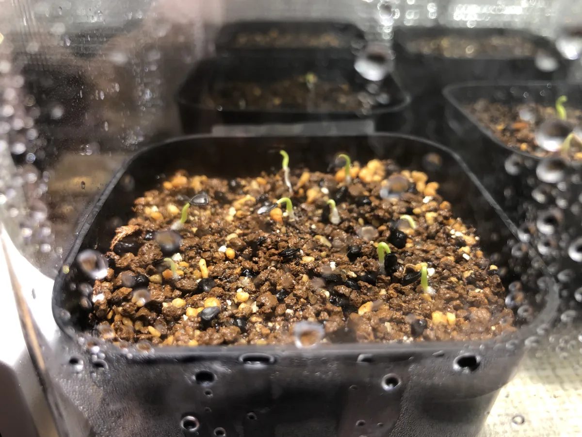 Agave utahensis var. eborispina (アガベ エボリスピナ)