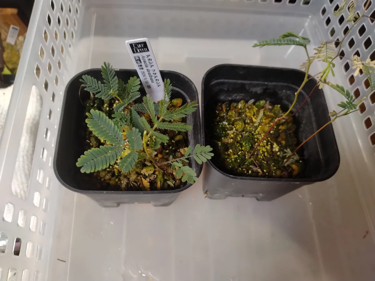 Acacia dealbata (アカシア フサアカシア)