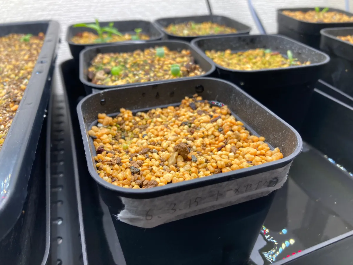 Agave toumeyana var. bella (アガベ トウメヤナ ベラ)