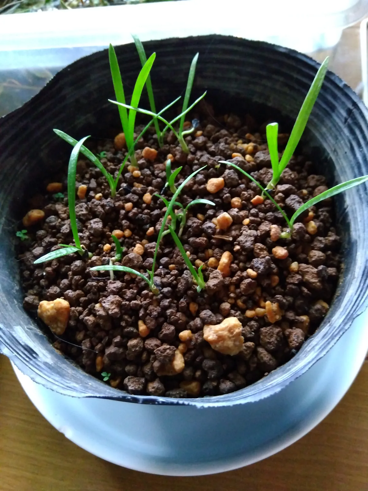 アフリカンリリー