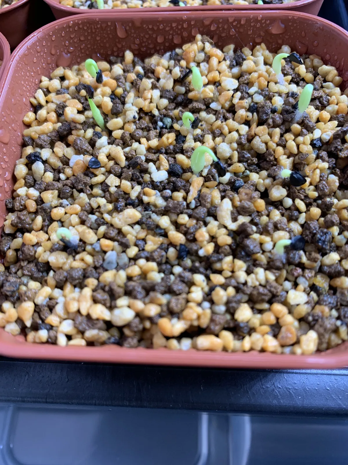 Agave oteroi (アガベ オテロイ)