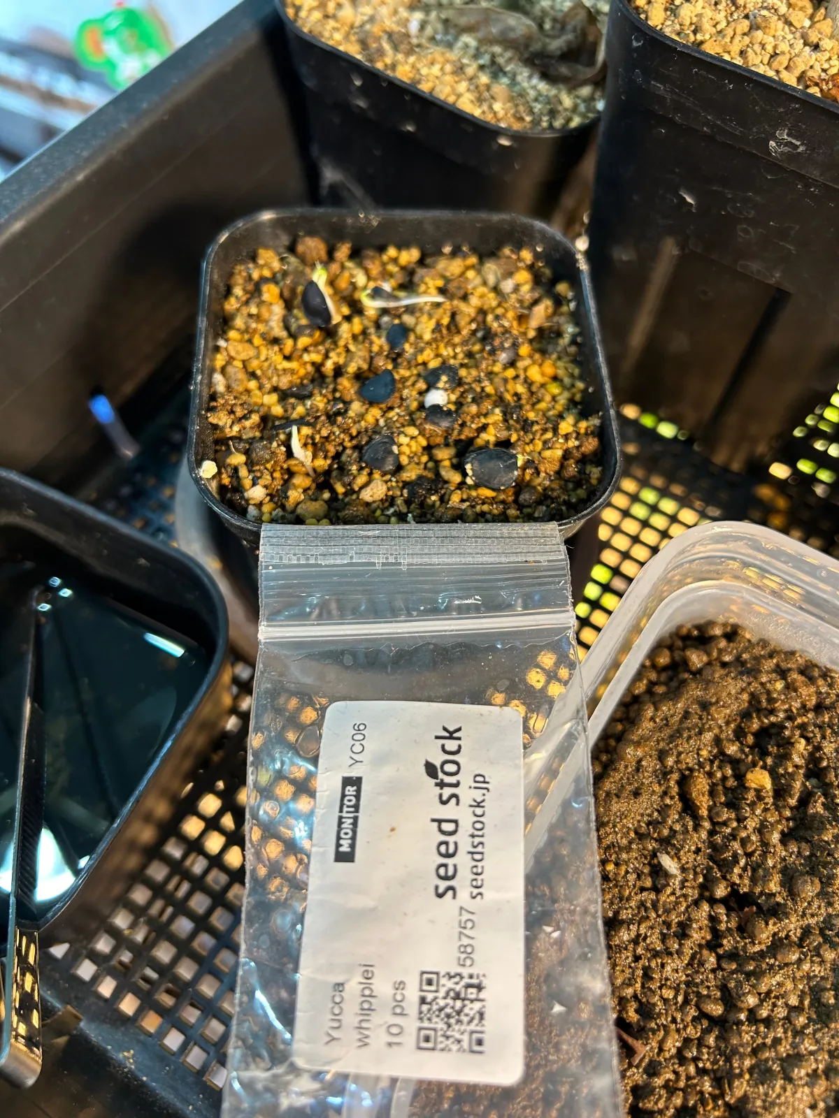 Yucca whipplei (ユッカ ウィップレイ)