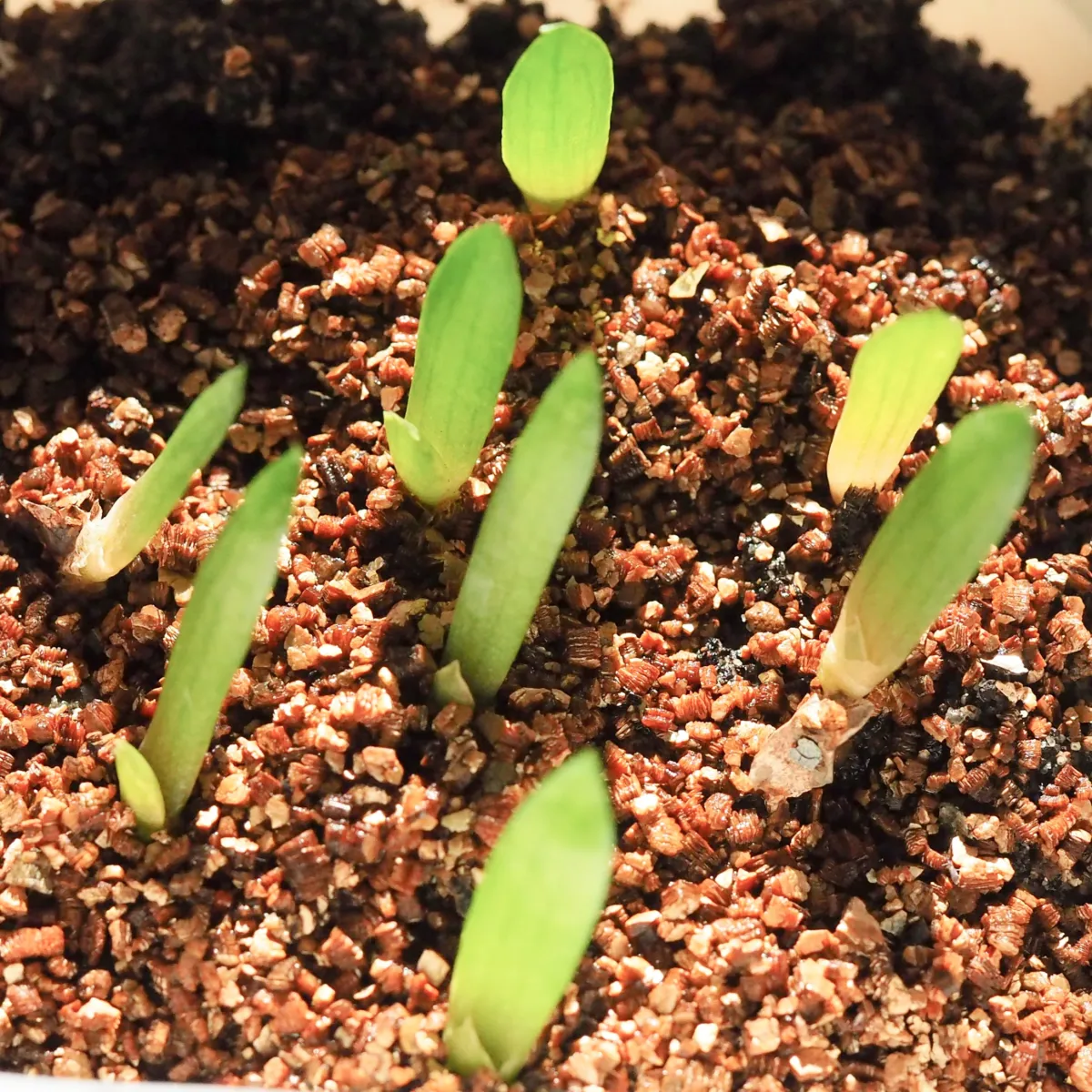 Aloe chabaudii (アロエ チャバウディー)