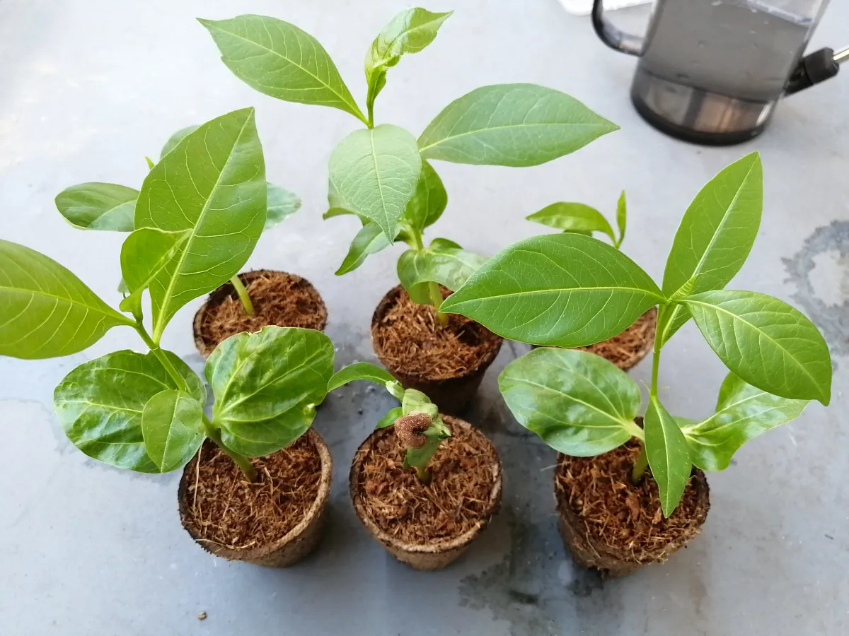 Adansonia digitata (アダンソニア（バオバブ） ディギタータ)