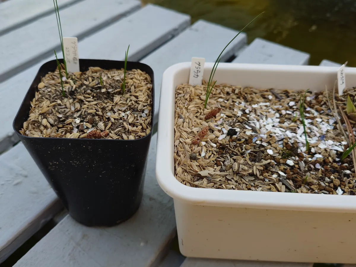 Xanthorrhoea glauca subsp. glauca (ザントロエア グラウカ)